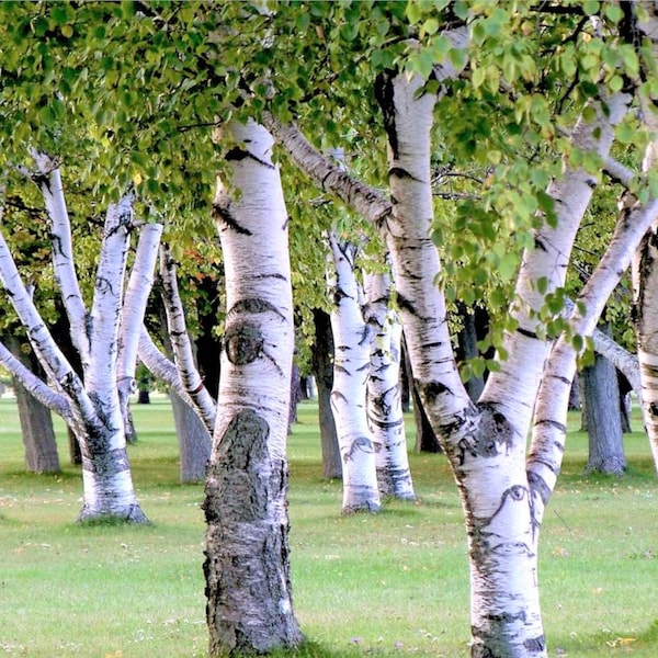 White Paper Birch Tree Seeds | Betula Pendula European Flaky Bark Yellow Foliage Weeping Deciduous Tree Seed For 2024 Season Fast Shipping