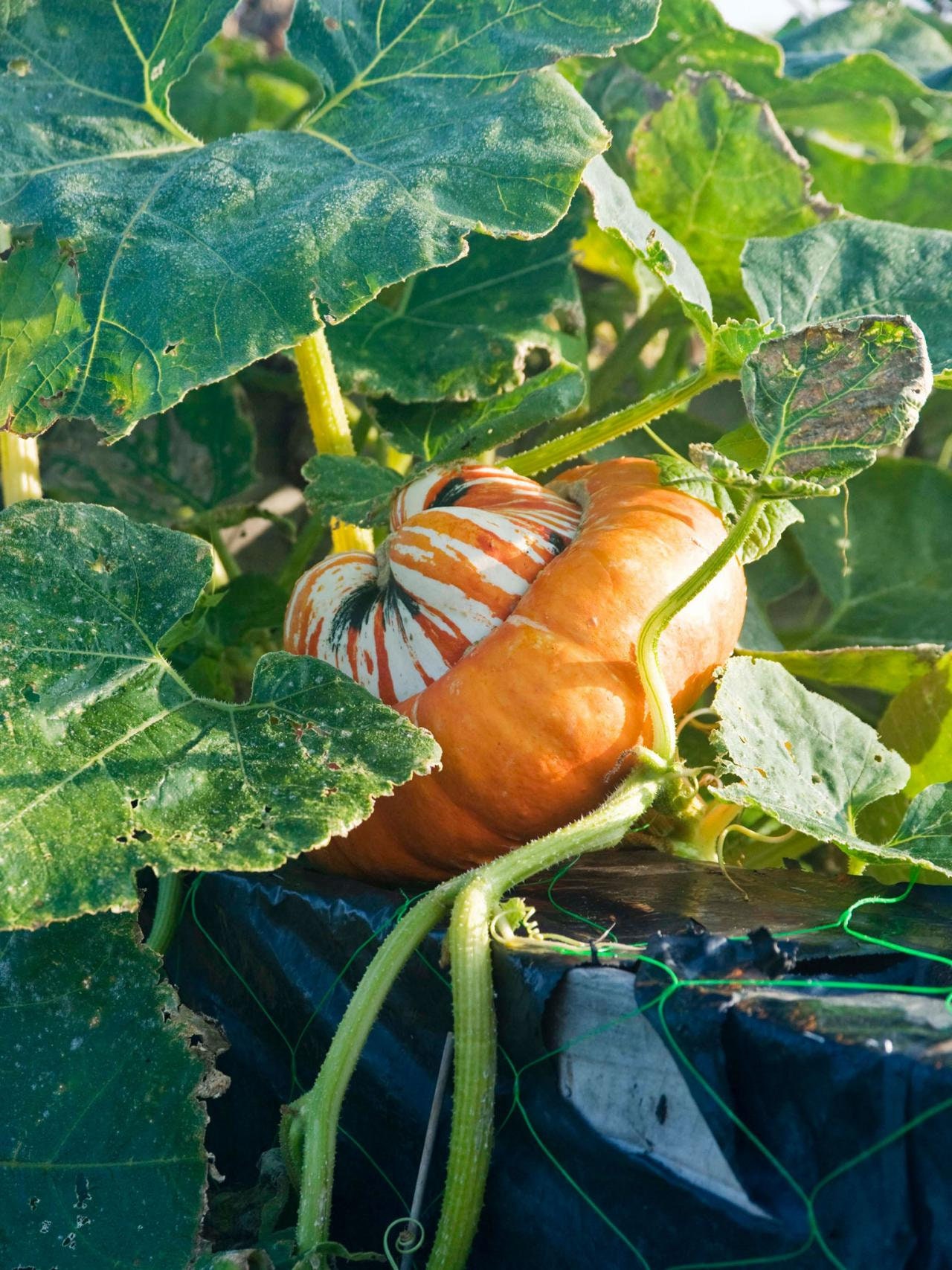 Turk's Turban Pumpkin Seeds USA Garden Vegetable Winter Etsy