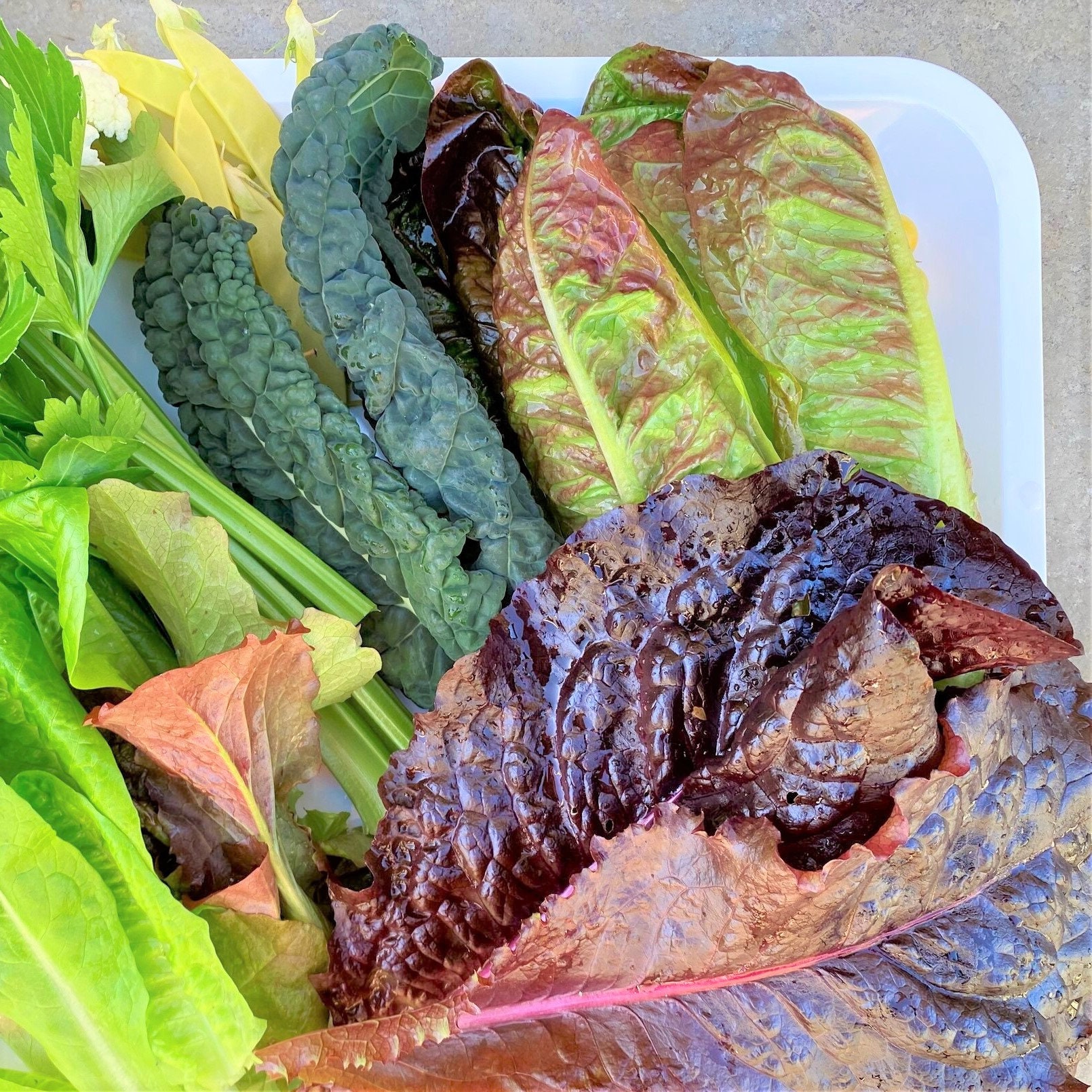 Bronze Butterhead Lettuce Seeds Lactuca Sativa Etsy