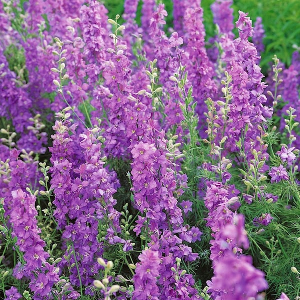 Lilac Rocket Larkspur Seeds | Purple Delphinium Consolida NON GMO Annual Garden Border Lavender Flower Seeds For 2024 Season Fast Shipping