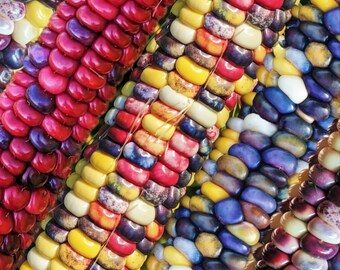 Painted Mountain Ornamental Corn Seeds (Organic) | Rainbow Gem Indian Maize Dent Corn Untreated Vegetable Seed for 2024 Season Fast Shipping