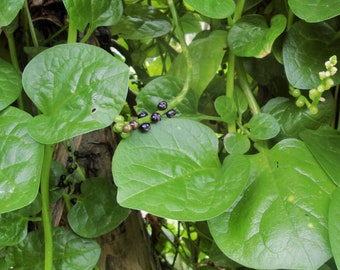 Giant Malabar Spinach Seeds | Basella Alba Round Leaf Vining Green Plant Ceylon Alugbati Leaf NonGMO Asian Vegetable Seed 2024 Fast Shipping