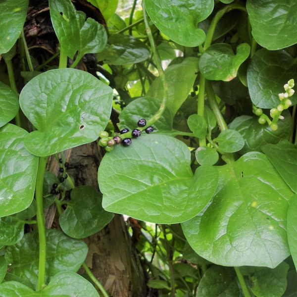 Giant Malabar Spinach Seeds | Basella Alba Round Leaf Vining Green Plant Ceylon Alugbati Leaf NonGMO Asian Vegetable Seed 2024 Fast Shipping