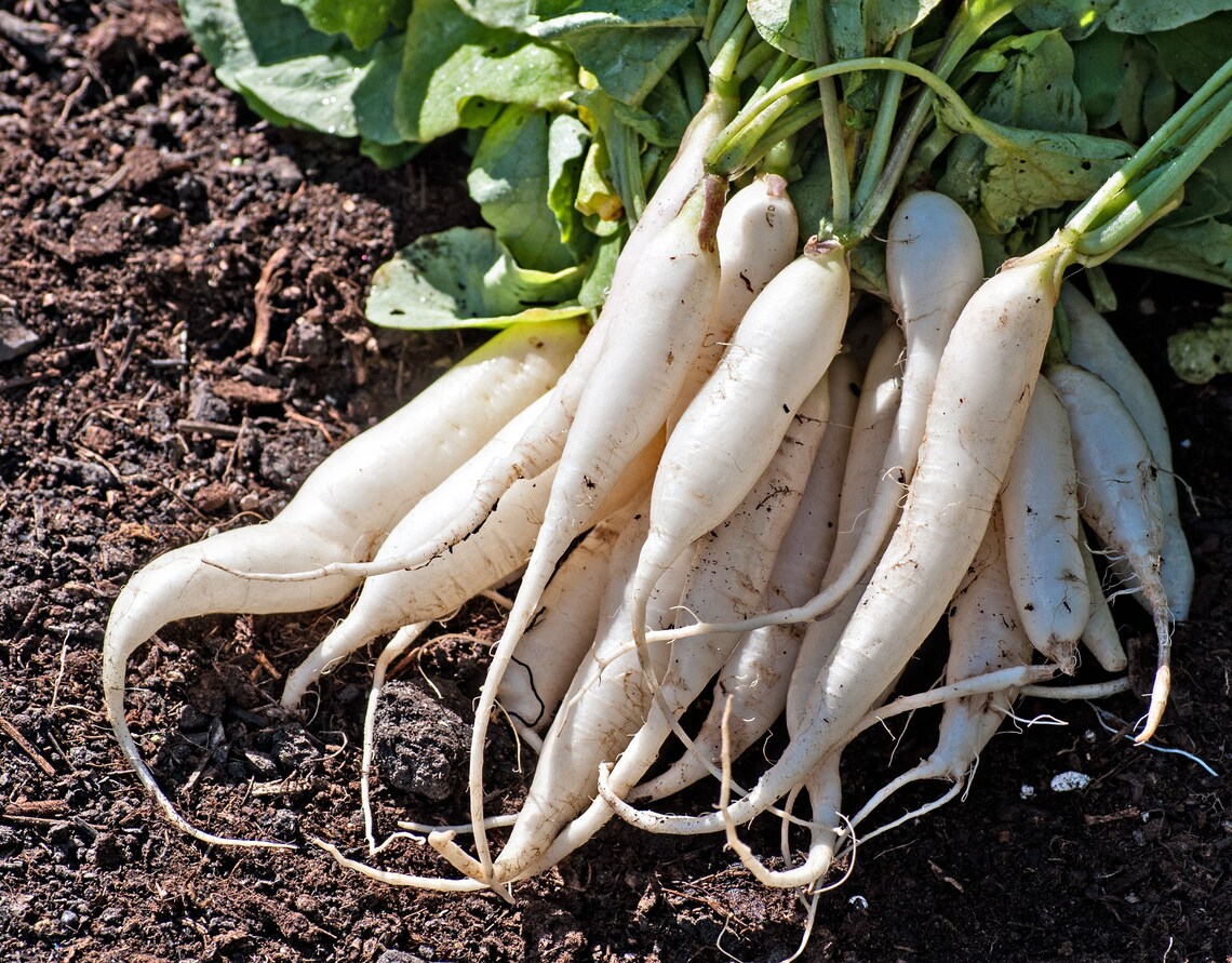 White Icicle Radish Seeds Organic Non GMO USA Garden Etsy