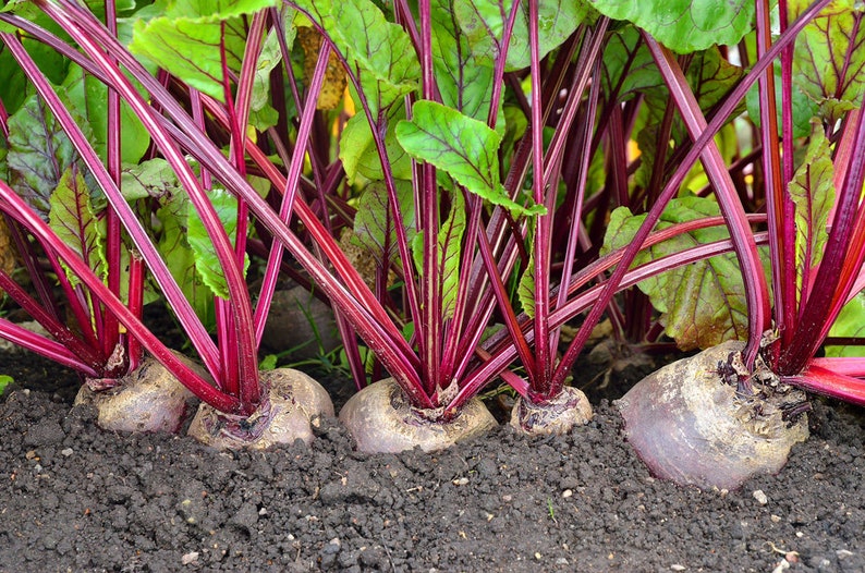 Detroit Dark Red Beet Seeds USA Garden Vegetable Beets Etsy