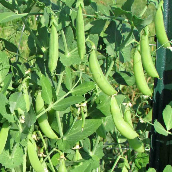 SUGAR ANN SNAP PEAS PEAS 1,900 NON GMO HEIRLOOM Seed FREE Shipping SUGAR ANN SNAP PEAS PEAS 1,900 NON GMO HEIRLOOM Seed FREE Shipping