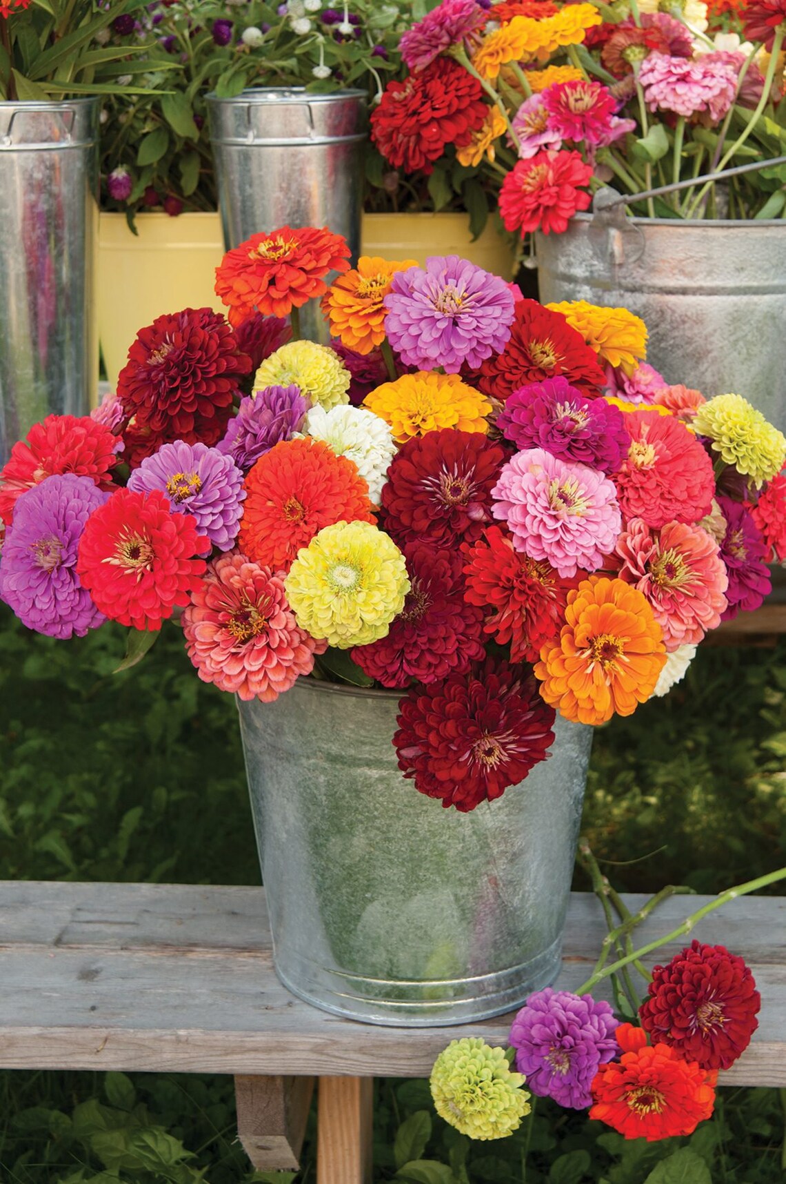 California Giant Zinnia Seeds USA Garden Flower Rainbow Etsy UK
