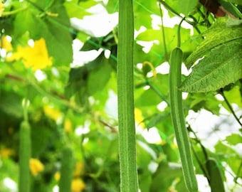 Emerald Luffa Gourd Seeds | Smooth Long Hybrid Sponge Cucumber Loofah Bitter Squash Melon Asian Garden Seed For 2024 Season Free Shipping