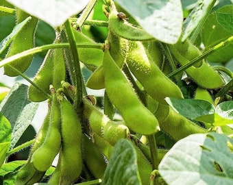 Japanische Edamame Sojabohnensamen | Non GMO Pflanzen Sojabohne koreanische chinesische Sojabohne asiatische Gemüsesamen 2024 Saison schneller Versand