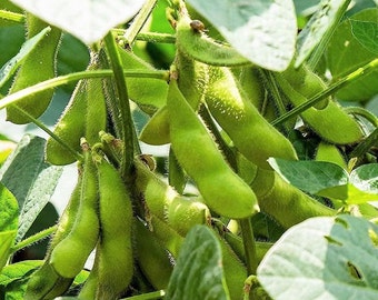 Triple Play Japanese Edamame Soybean Seeds | Non GMO Planting Soy Bean Korean Chinese Soybean Asian Vegetable Seed 2024 Season Fast Shipping