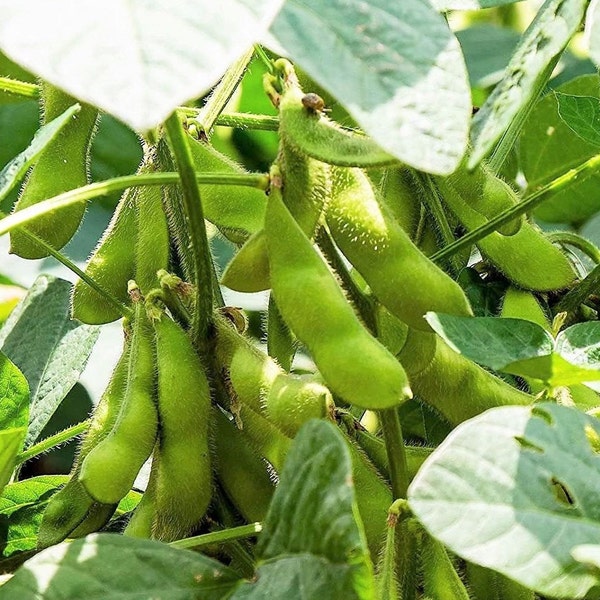 Triple Play Japanese Edamame Soybean Seeds | Non GMO Planting Soy Bean Korean Chinese Soybean Asian Vegetable Seed 2024 Season Fast Shipping