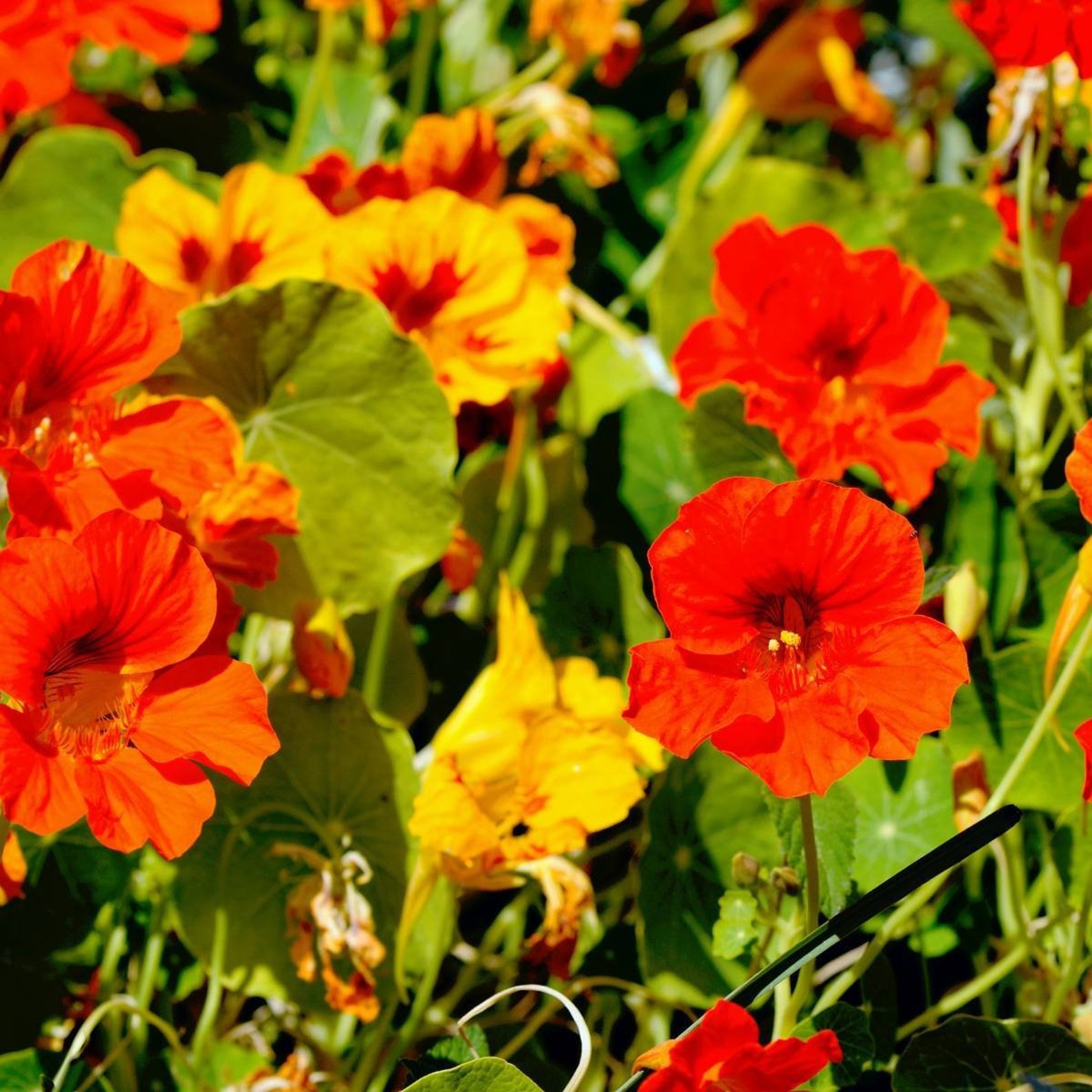 Dwarf Jewel Mix Nasturtium Seeds USA Garden Tropical Etsy