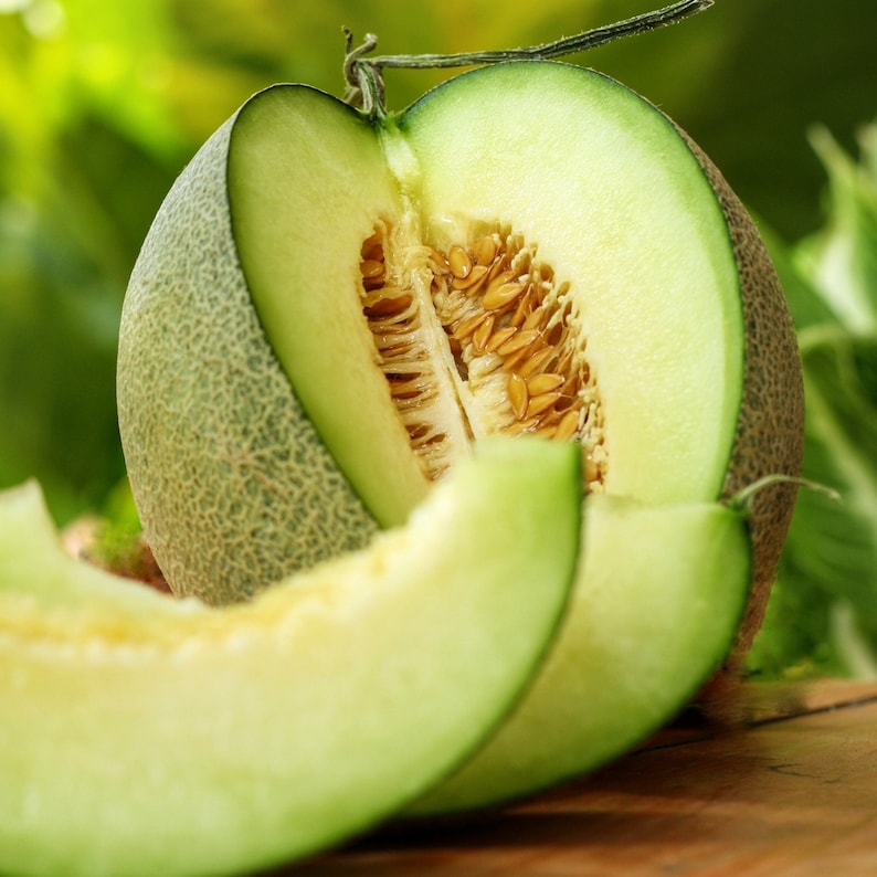 Rocky Ford Green Cantaloupe Seeds Heirloom Green Flesh Netted Gem Honeydew Japanese Muskmelon Melon Fruit Seed 2024 Season Fast Shipping image 1