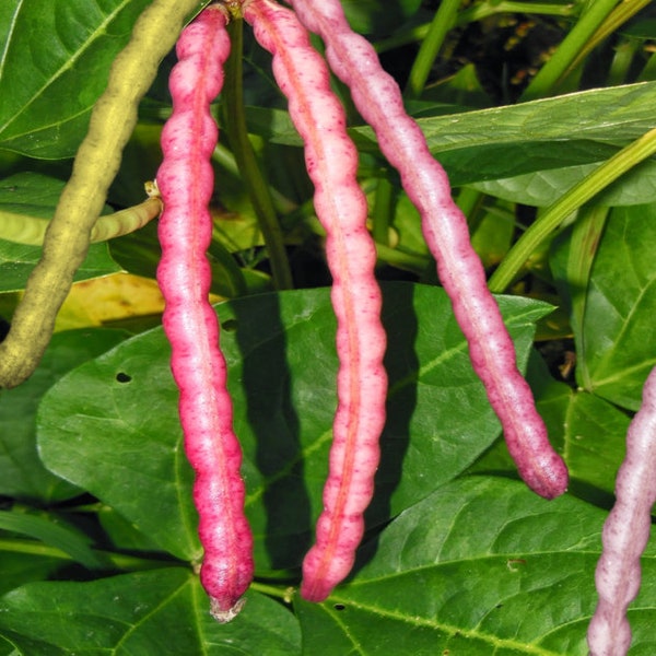 Top Pick Brown Crowder Cowpea Seeds | Non GMO Southern Pink Hull Red Cow Pea Cream Pea Cover Crop Bean Vegetable Seed For 2024 Free Shipping