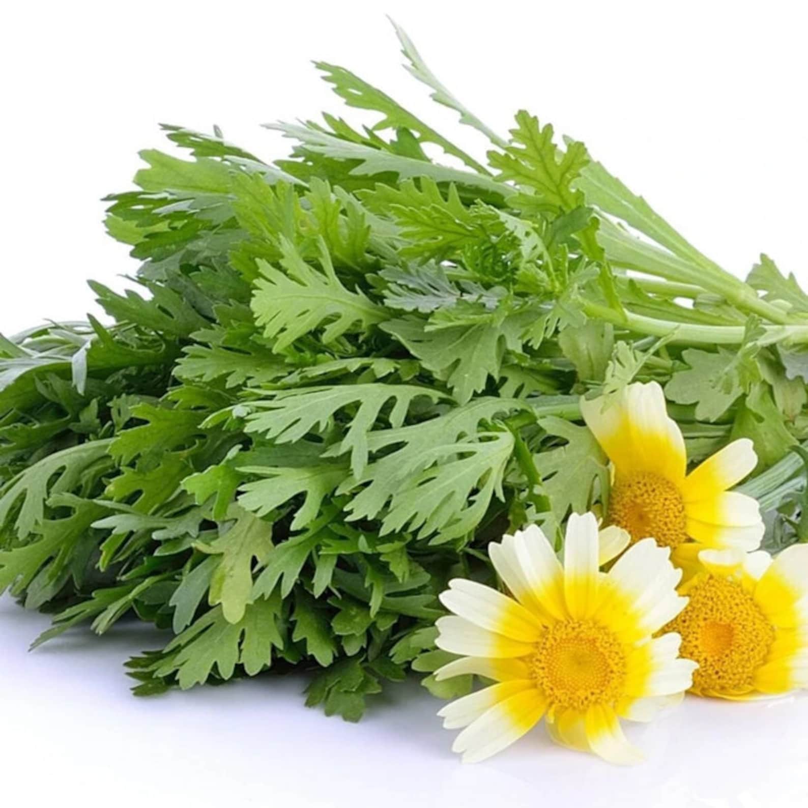 Garland Chrysanthemum Greens Seeds Edible Crown Daisy Etsy