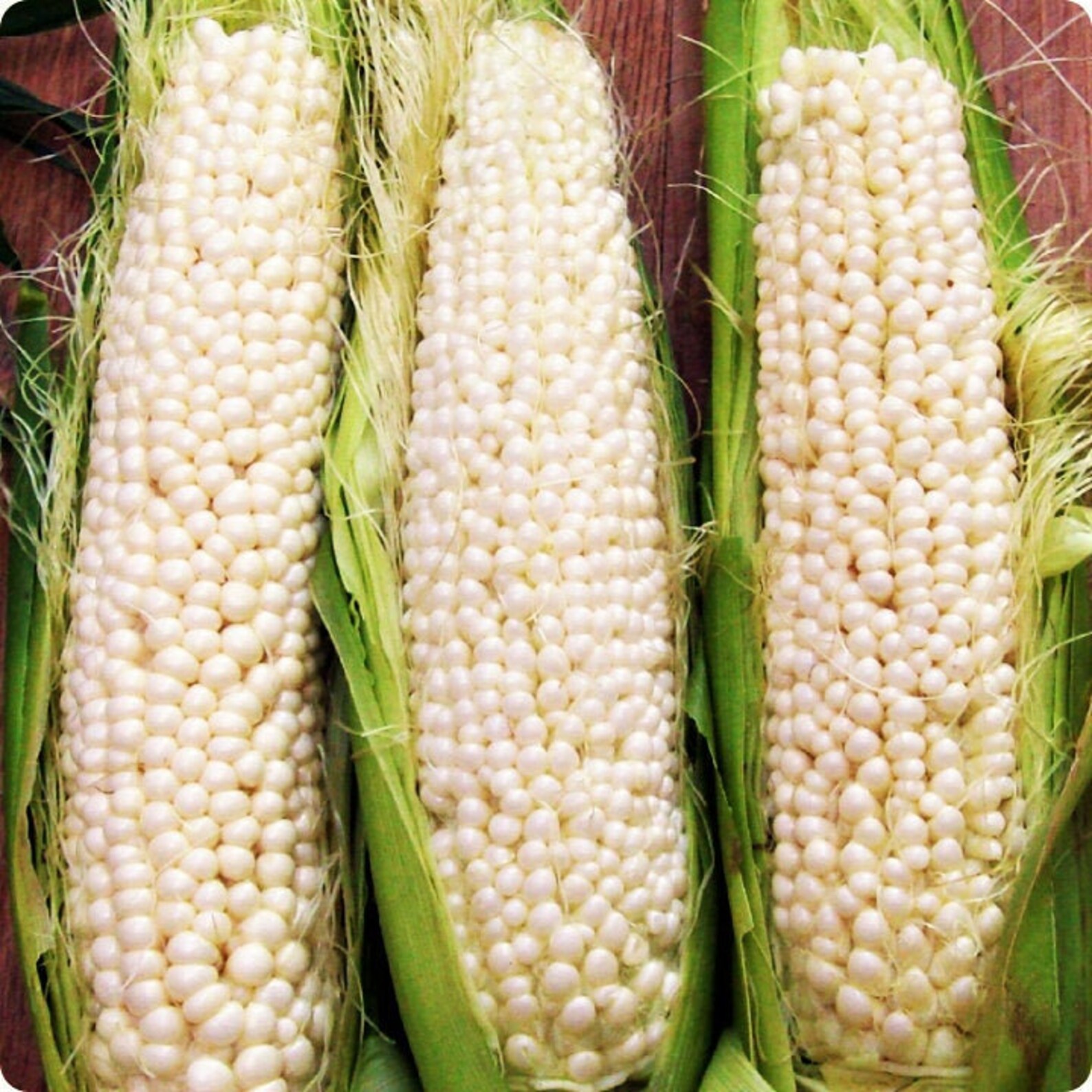Country Gentleman Sweet White Corn Seeds White Shoepeg Corn Etsy