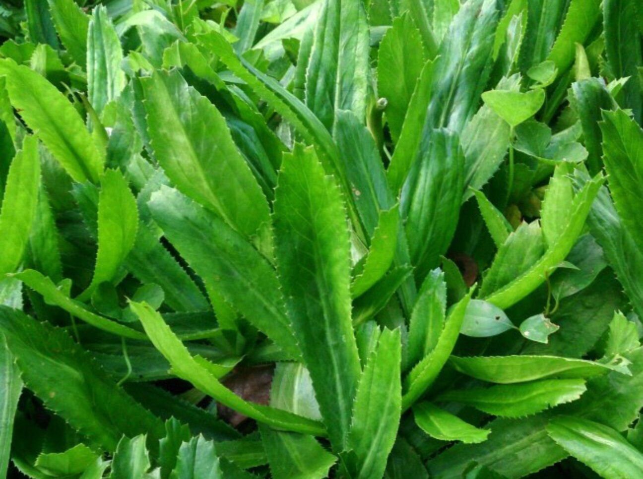 Culantro Seeds Ngo Gai Mexican Coriander Shadow Beni Benhi Etsy Israel