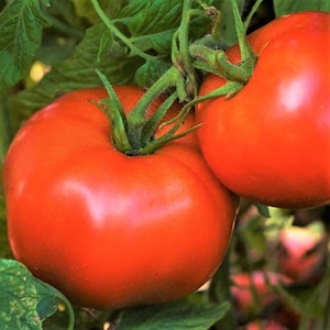 Best Tomato Seeds 