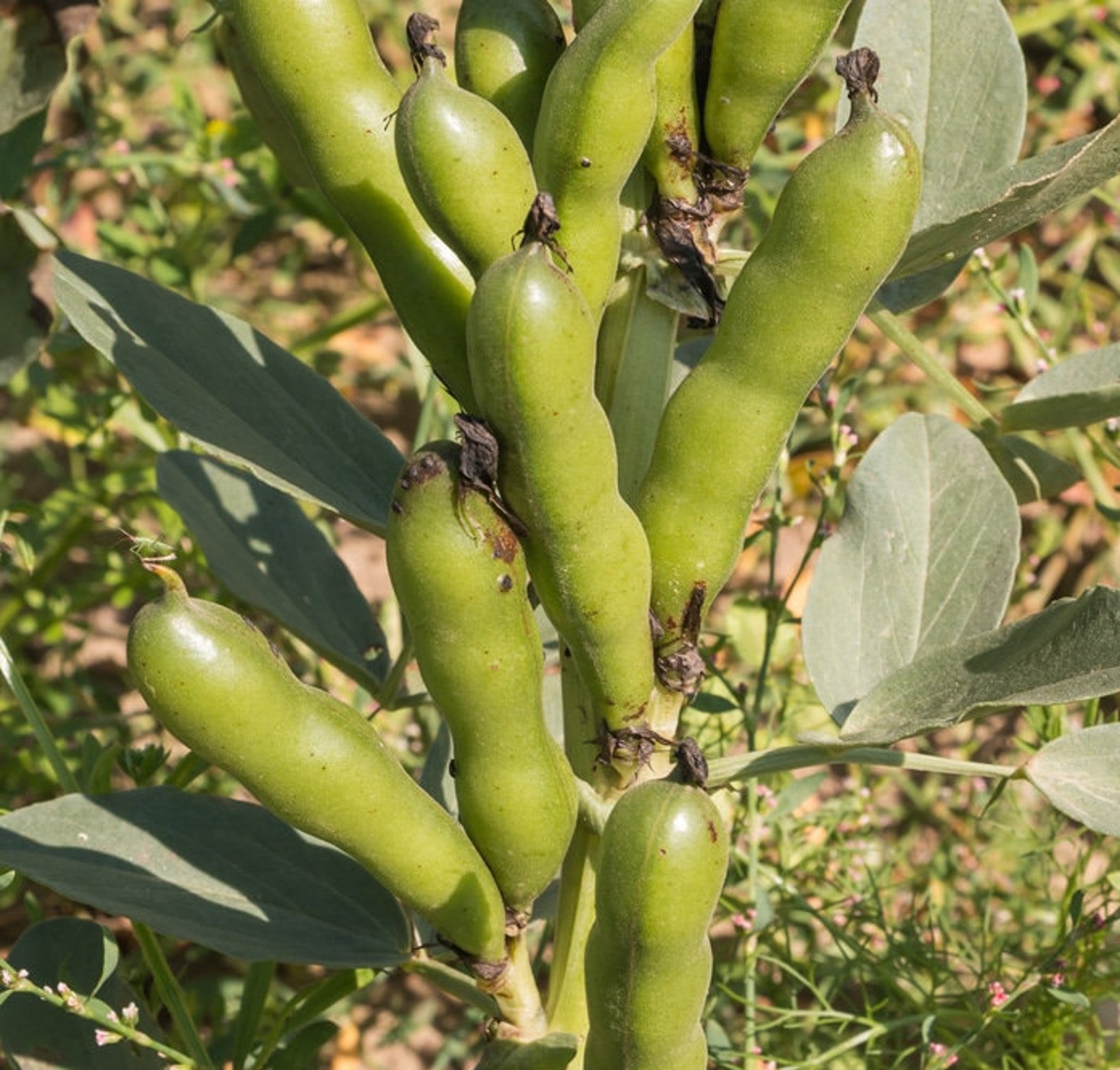 Aquadulce Fava Bean Seed Broad Windsor Cold Tolerant Summer Etsy