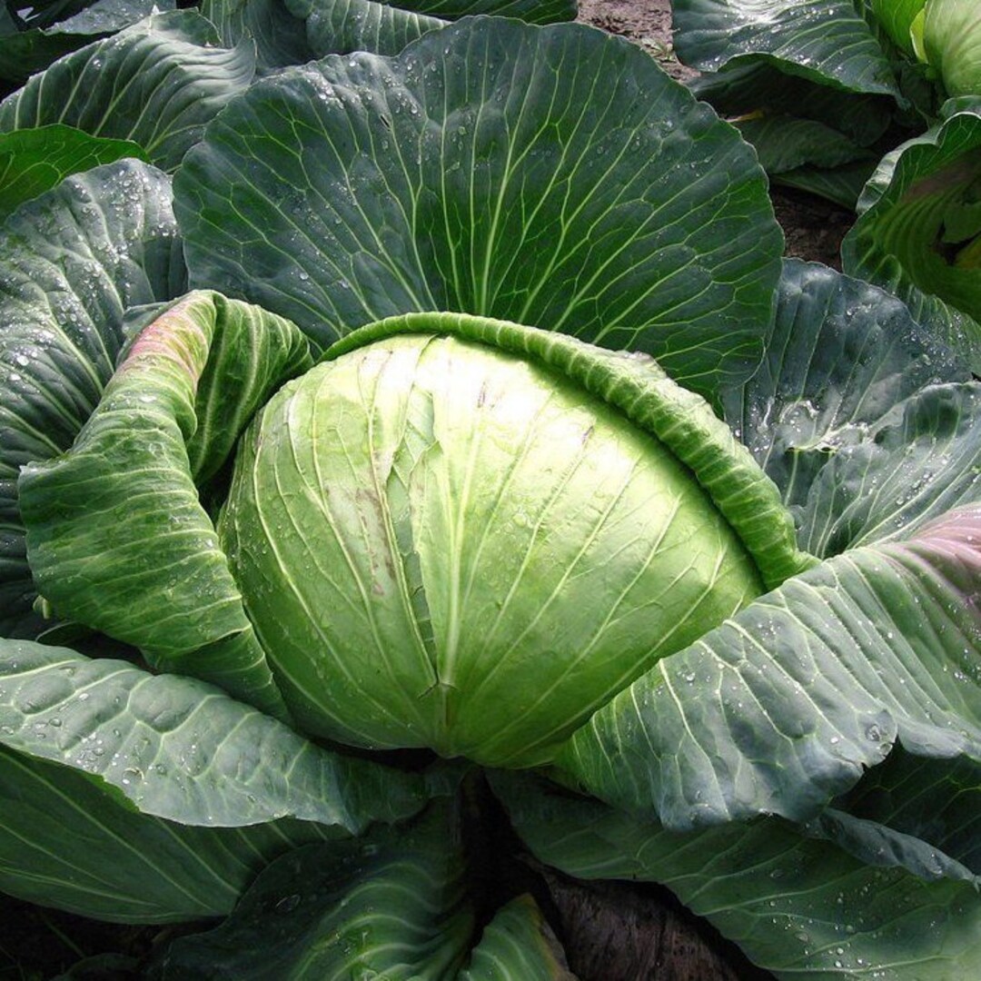 Late Flat Dutch Cabbage Seeds Non GMO Heirloom Green Canonball Colewort