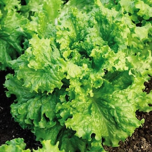 Waldman's Green Leaf Lettuce Seeds | Lactuce Sativa Curly Looseleaf Romaine Bibb Cos Garden Vegetable Seed Non GMO 2024 Season Fast Shipping