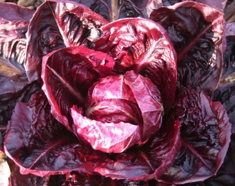 Palla Rossa Radicchio Seeds | Heirloom Red Purple Italian Cabbage Bitter Greens Salad Lettuce USA Garden Vegetable Seed 2024 Fast Shipping