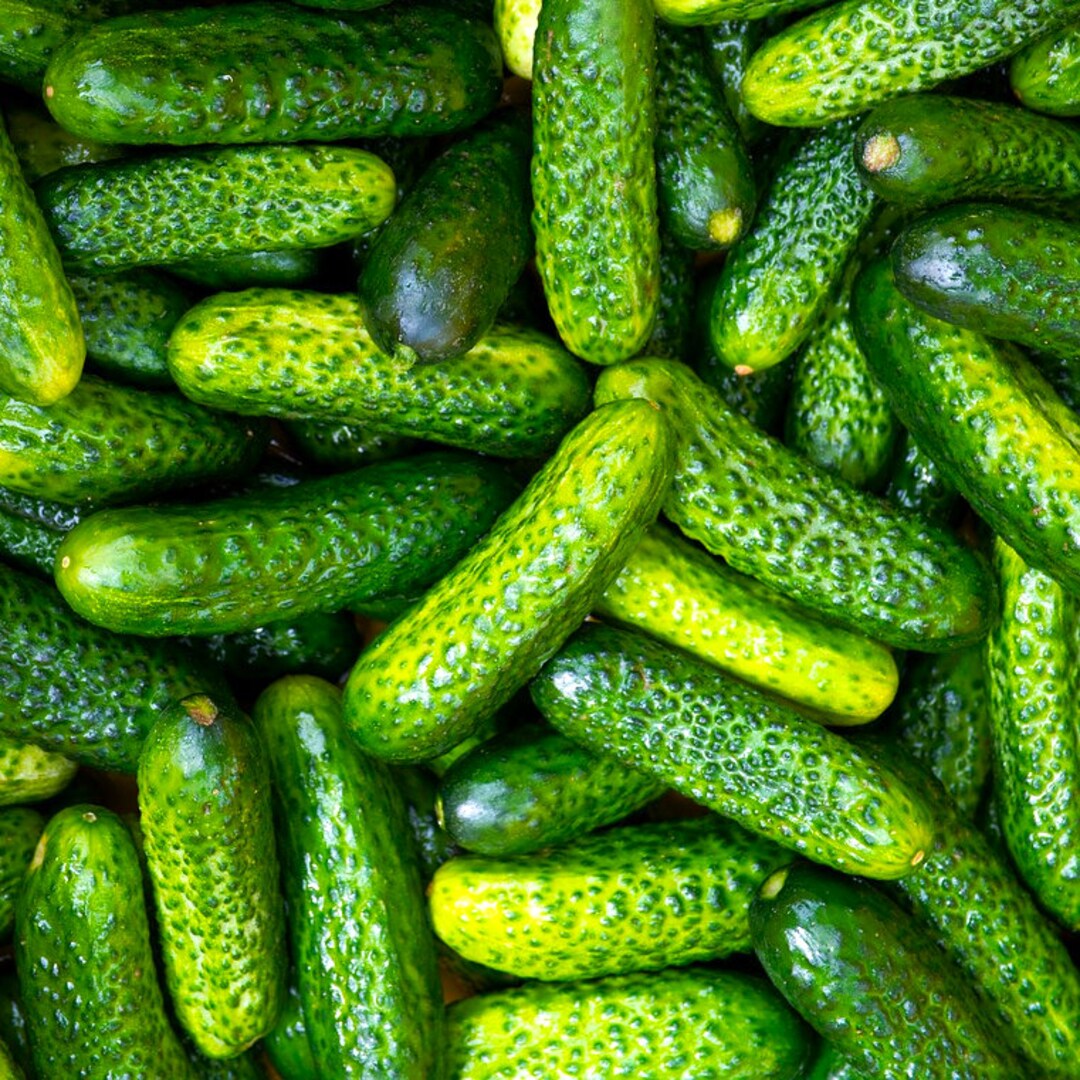 Parisian Gherkin Cucumber Seeds French Cornichon Baby Cucumbers Pickle