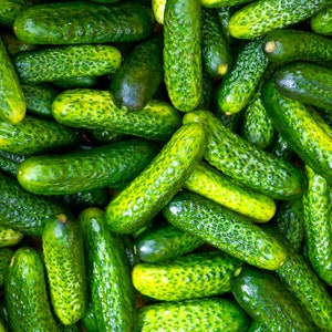 Parisian Gherkin Cucumber Seeds French Cornichon Baby Cucumbers Pickle Mini Kirby F1 Hybrid Vegetable Seed For 2024 Season Fast Shipping image 1