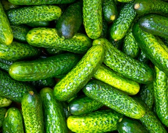 Parisian Gherkin Cucumber Seeds | French Cornichon Baby Cucumbers Pickle Mini Kirby F1 Hybrid Vegetable Seed For 2024 Season Fast Shipping