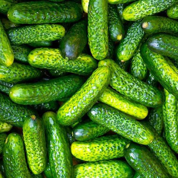 Parisian Gherkin Cucumber Seeds | French Cornichon Baby Cucumbers Pickle Mini Kirby F1 Hybrid Vegetable Seed For 2024 Season Fast Shipping