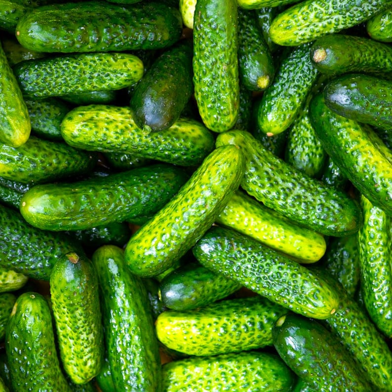 Parisian Gherkin Cucumber Seeds French Cornichon Baby Cucumbers Pickle Mini Kirby F1 Hybrid Vegetable Seed For 2024 Season Fast Shipping image 1