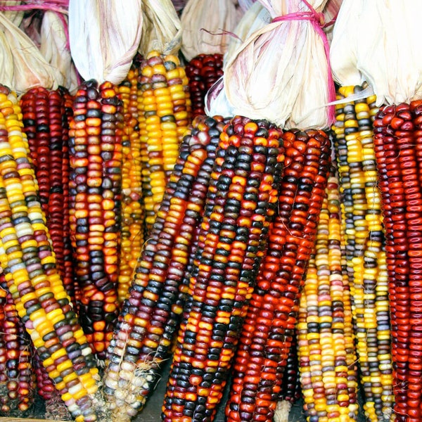 Rainbow Ornamental Corn Seeds | Indian Maize Native American Autumn Flint Calico Popcorn Glass Gem Vegetable Seed 2024 Season Fast Shipping