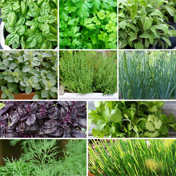 10 "Herb Lovers" Seeds Mix Combination Pack | NonGMO Heirloom Garden Vegetable Seed Variety Mix Planting Gift Bundle for 2024 Fast Shipping