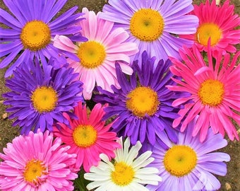 Single Mix China Aster Seeds | Callistephus Chinensis Annual Daisy Asian Pollinator Garden Flower Seed For 2024 Season Fast Shipping