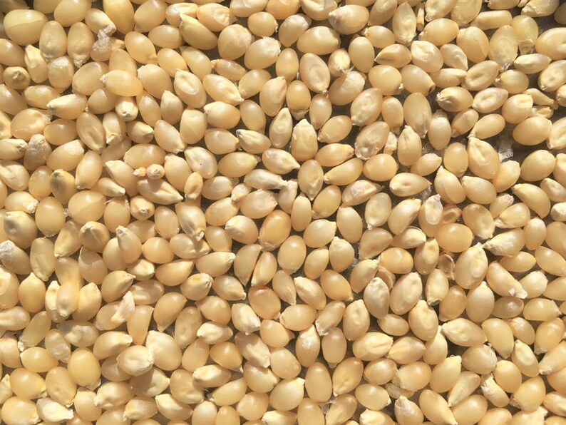 Japanese White Hulless Popcorn Seeds Popping Ornamental Corn Etsy