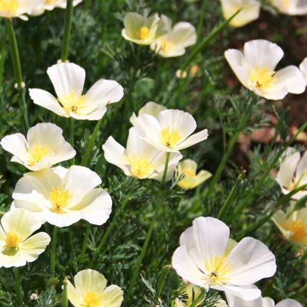 White Linen California Poppy Seeds | White Poppies Ivory Castle Moonglow Oriental Drought Garden Flower Seed For 2024 Season Fast Shipping