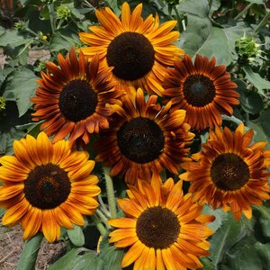 Earthwalker Sunflower Seeds | Helianthus Anuus Warm Shades Brown Orange Red Sun Flower Seed USA Garden Non GMO For 2024 Season Fast Shipping