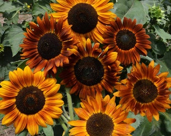 Earthwalker Sunflower Seeds | Helianthus Anuus Warm Shades Brown Orange Red Sun Flower Seed USA Garden Non GMO For 2024 Season Fast Shipping