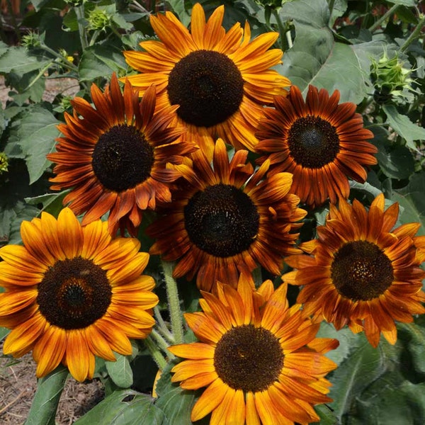 Earthwalker Sunflower Seeds | Helianthus Anuus Warm Shades Brown Orange Red Sun Flower Seed USA Garden Non GMO For 2024 Season Fast Shipping