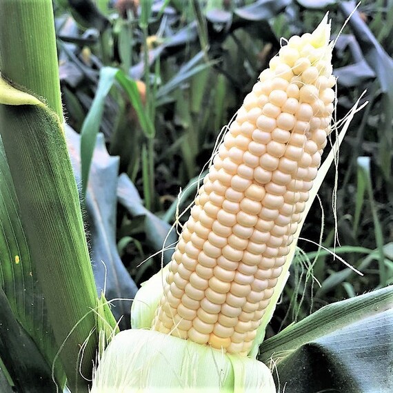 Stowell's Evergreen Sweet White Corn Seeds Heirloom Open Etsy