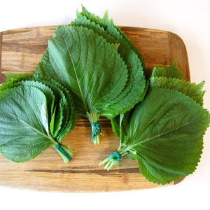 Korean Perilla Shiso Seeds Kaennip Sesame Beefsteak Leaf Green Purple Basil Mint Herb Asian Vegetable Seed For 2024 Season Fast Shipping image 4