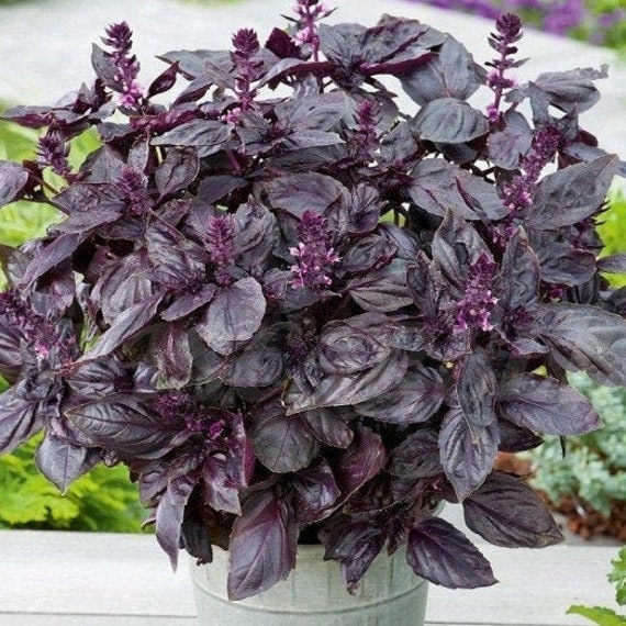 Dark Opal Purple Basil Seeds Heirloom Non Gmo Thai Red Rubin Etsy Australia