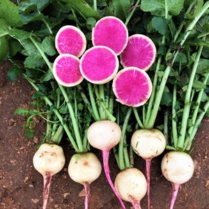 Watermelon Radish Seeds | Pink White Globe Radishes Shinrimei Red Heart Daikon Root Heirloom Vegetable Seed For 2023 Season Fast Shipping