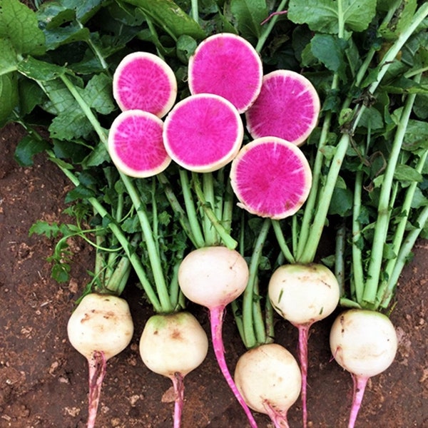 Graines de radis pastèque | Radis globe blancs roses Shinrimei coeur rouge racine de daikon graines de légumes du patrimoine pour la saison 2024 expédition rapide