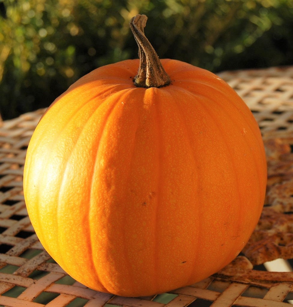 Connecticut Field Pumpkin Seeds Patch Pumpkins Jack O' Etsy