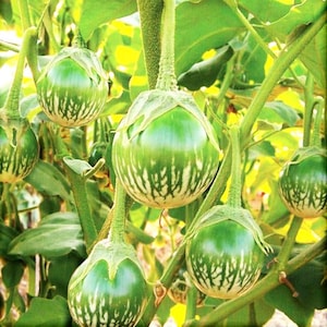 Petch Siam Thai Eggplant Seeds | Small Green Brinjal Baby Round Egg Aubergine Eggplants USA Garden Vegetable Seed For 2024 Fast Shipping