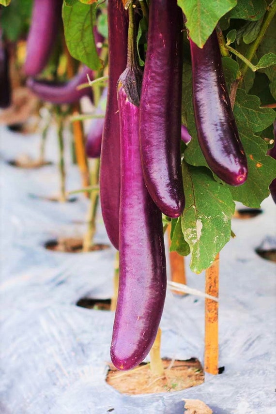 Aubergine  Légumes suisses