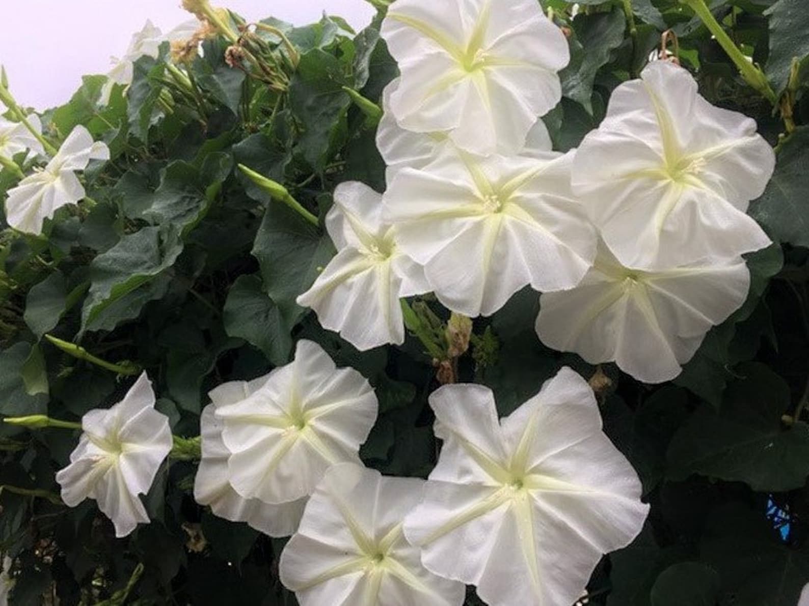 Moonflower Seeds Ipomoea Alba Moon Flower Large Tropical Etsy