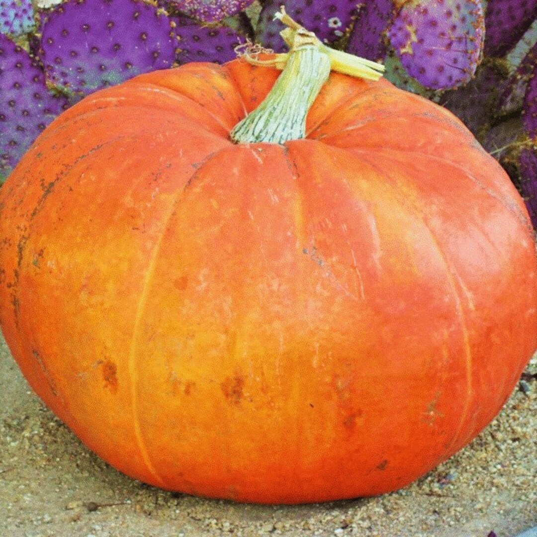 Mammoth Gold Pumpkin Seeds Heirloom Carving Halloween Giant Pumpkins