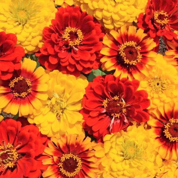 South of the Border Mix Zinnia Seeds | Sombrero Scarlet Red Canary Yellow Colors Zinnias Flowers Seed Bouquet For 2024 Season Fast Shipping